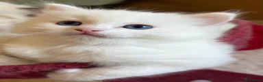 Ragdoll 1
