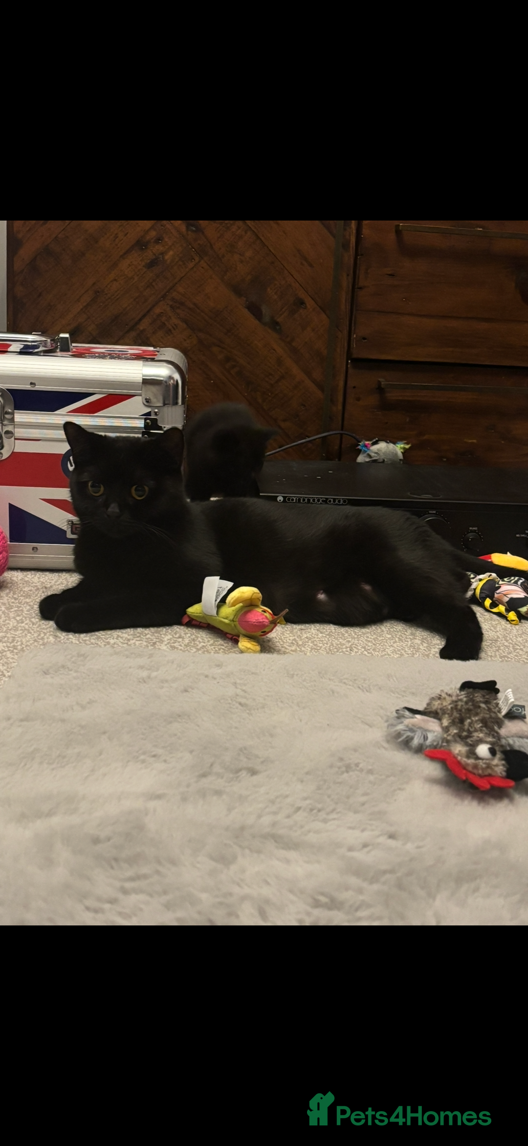 British Shorthair cats for sale: Only 2 rare Black British Shorthair kittens left  - Image 6