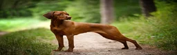 Hungarian Vizsla dogs for sale: CH SHOW & FIELD TRIAL Sired Puppy Waiting List  - Advert 7