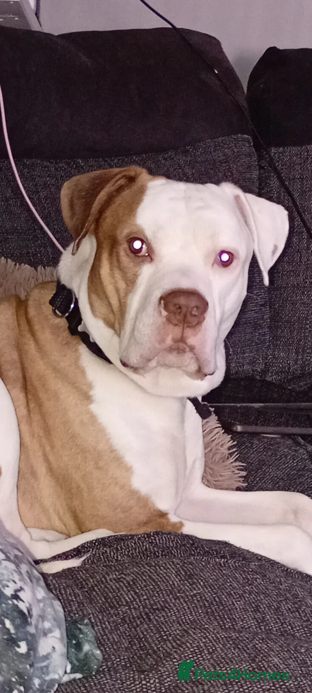American Bulldog dogs for stud: Stunning American bulldog for stud  in Burnley - Advert 2
