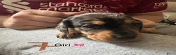 Miniature Dachshund dogs for sale: 7 stunning miniature dachshunds (sausage dog) in Warrington - Advert 9