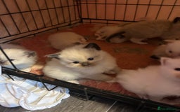 Ragdoll cats for sale: Pedigree Ragdoll babies - Advert 13