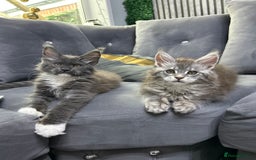 Maine Coon cats for sale: Maine Coon kitten  - Image 4