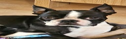 Boston Terrier dogs for sale: Boston Terrier Puppy Ready for His Forever Home - Advert 2