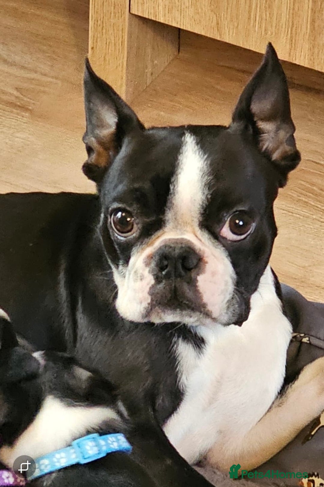 Boston Terrier dogs for sale: Boston Terrier Puppy Ready for His Forever Home - Advert 2