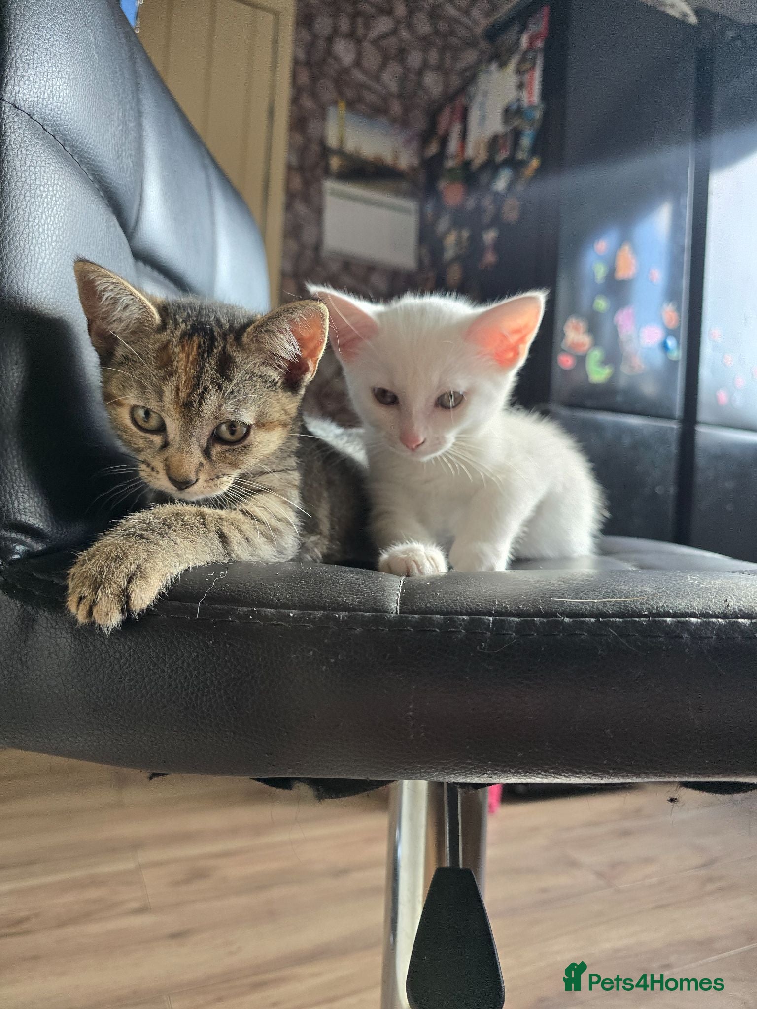 Mixed Breed cats Adorable kittens - Advert 18