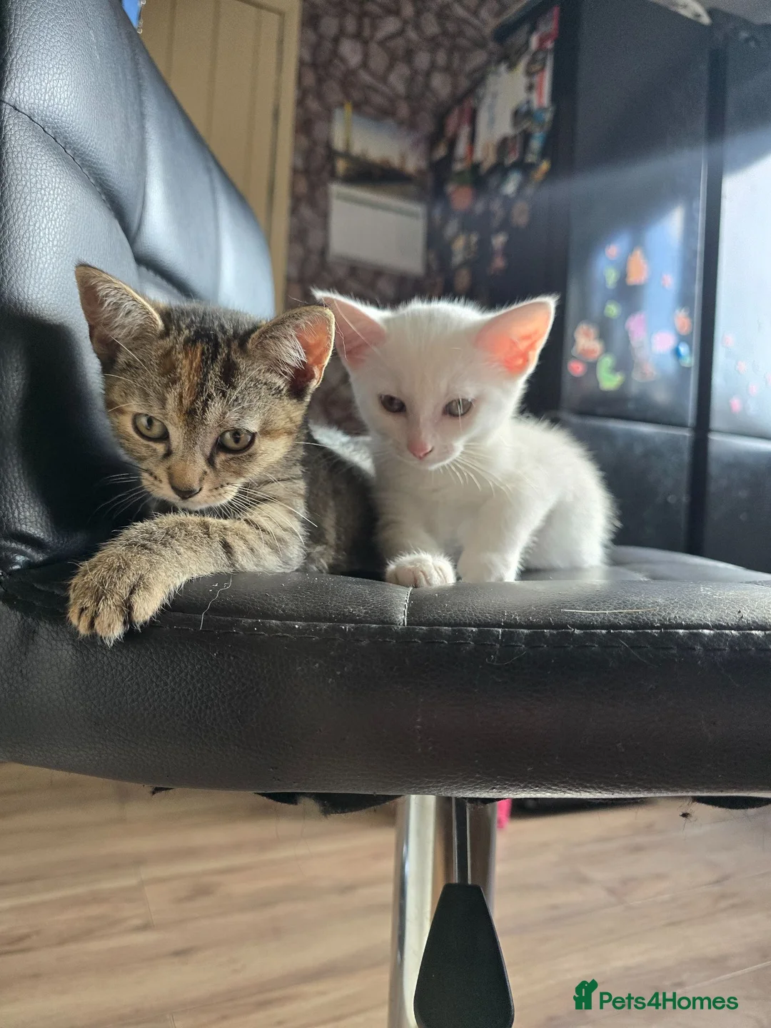 Mixed Breed cats for sale: Adorable kittens - Advert 1