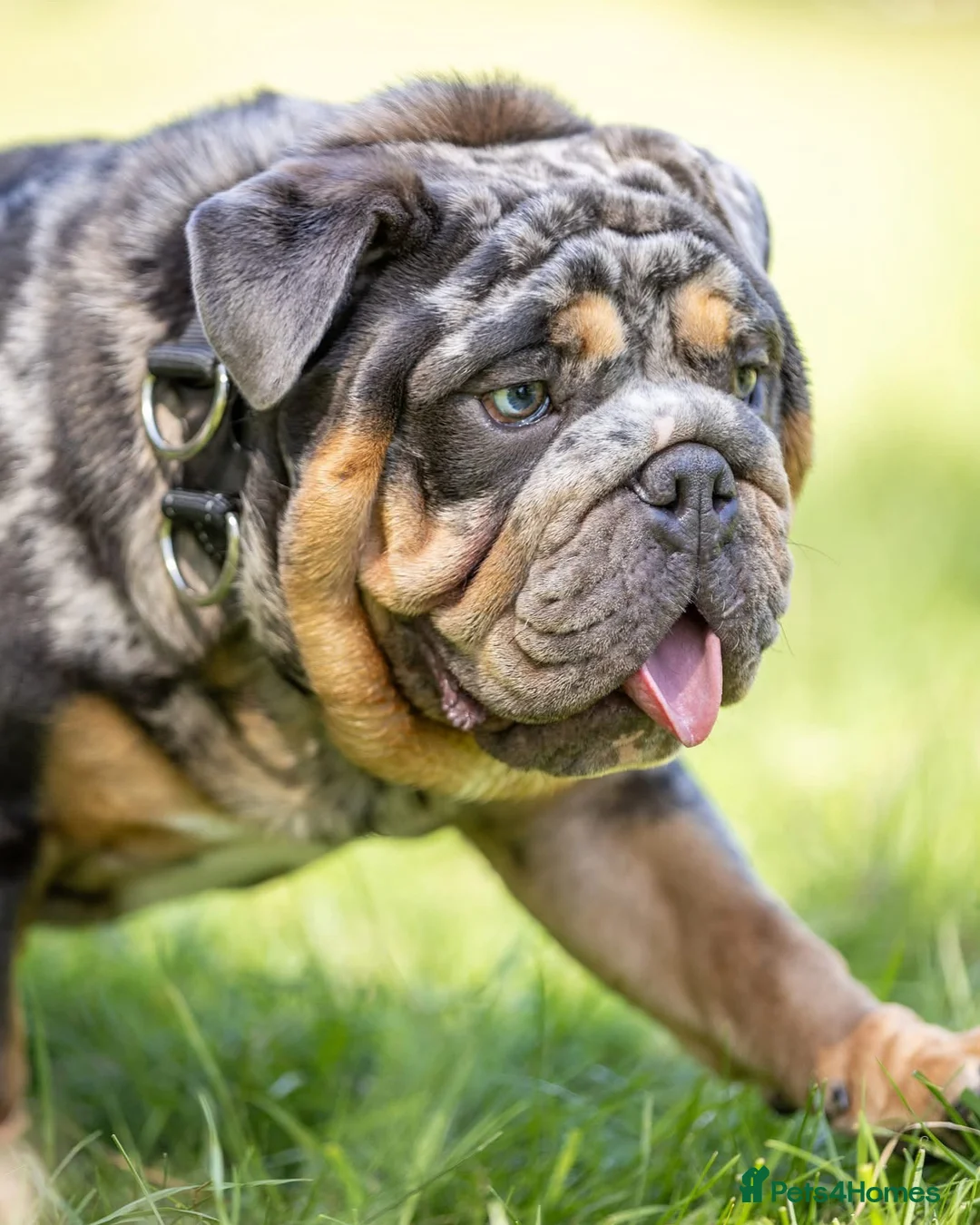 English Bulldog dogs for stud: Blue, Lilac & Tan Merle British Bulldog |STUD ONLY - Advert 10