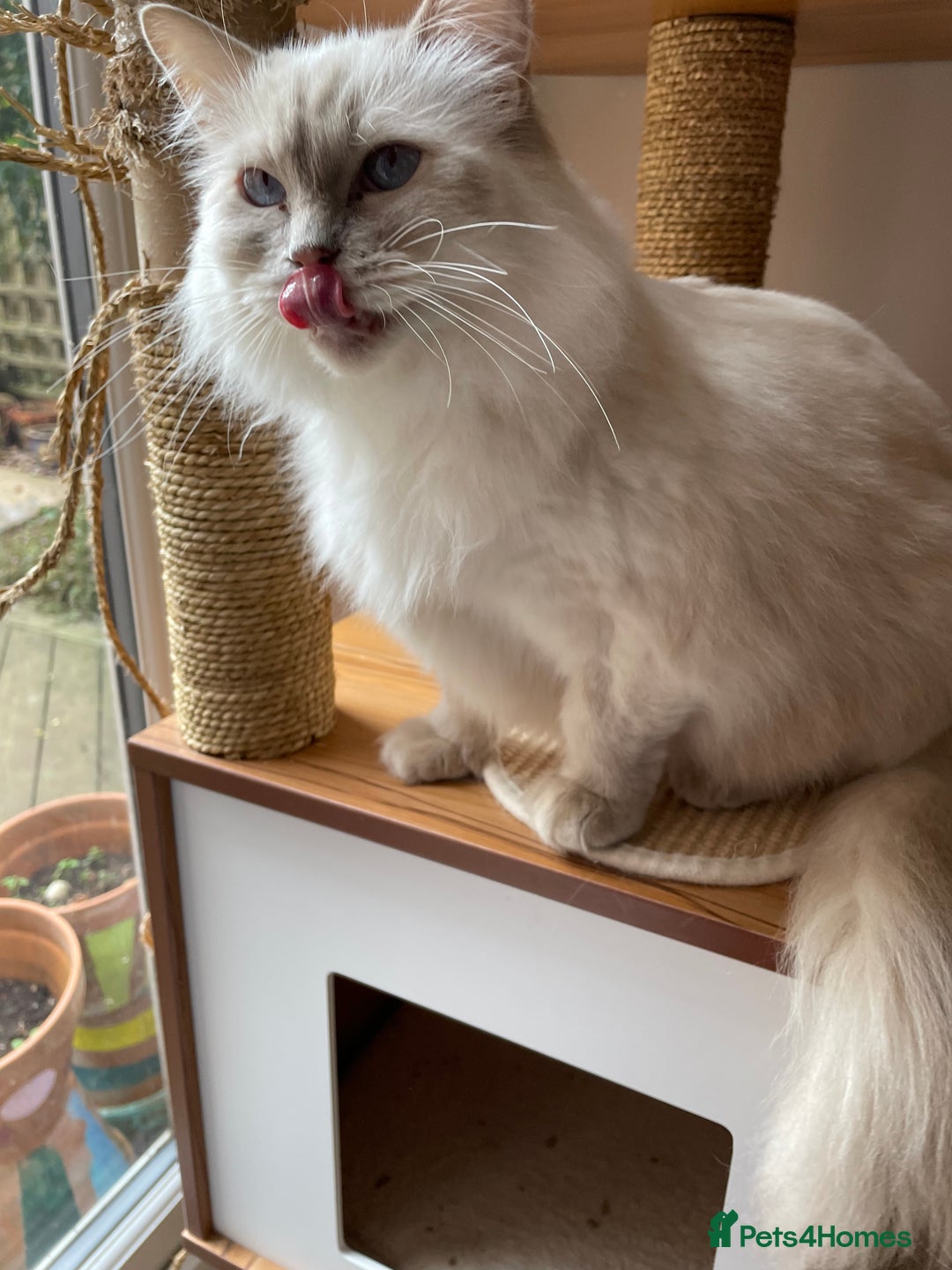 Ragdoll cats for sale: Ready to retire  - Image 5