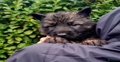 German Shepherd dogs German Shepherd Puppies For Sale - Advert 7