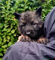 German Shepherd dogs German Shepherd Puppies For Sale - Advert 7