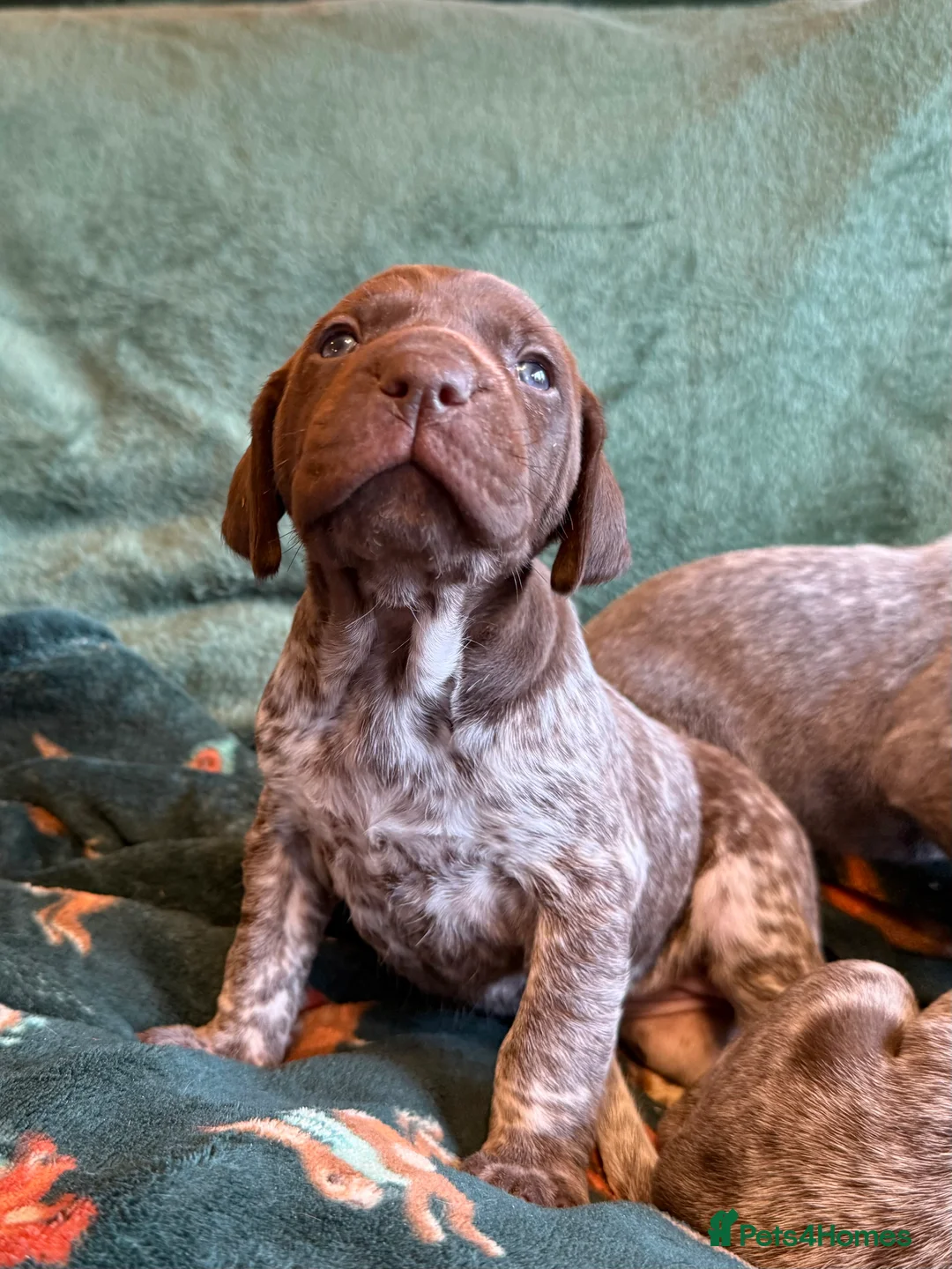 German Shorthaired Pointer dogs for sale: KC German Shorthaired Pointer Puppies - Advert 14