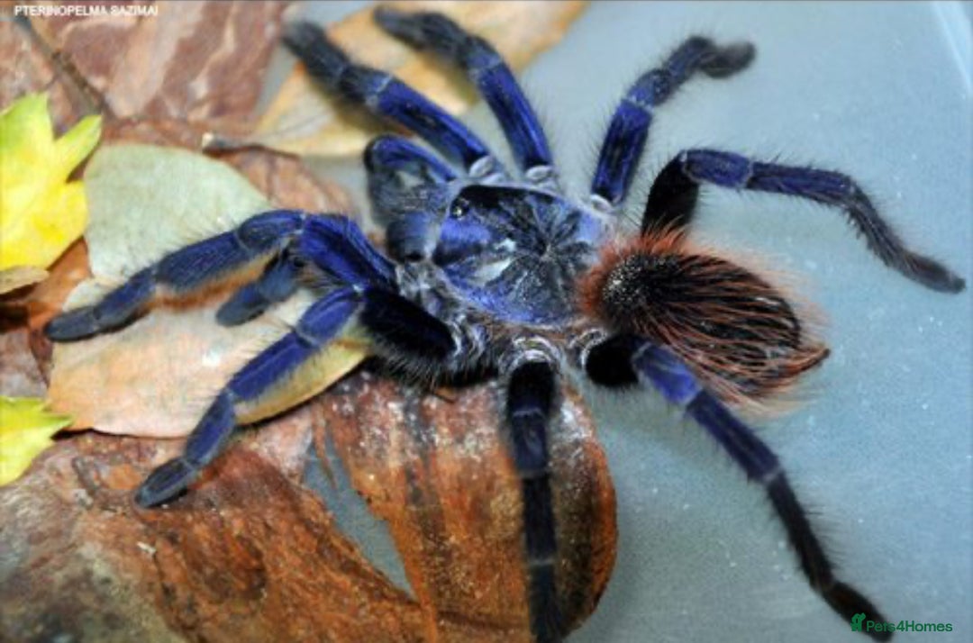 Mixed Breed reptiles for sale: Sazima tarantula juvenile and tank  - Image 1