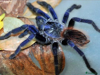 Mixed Breed reptiles - Advert 5