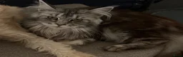 Maine Coon cats for sale: Maine coon female  - Advert 4