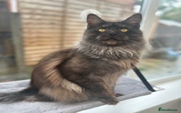 Maine Coon cats for stud: Proven GCCF & TICA Black Smoke stud in Bolton - Image 3