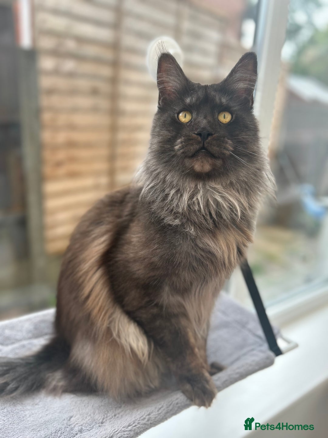Maine Coon cats for stud: Proven GCCF & TICA Black Smoke stud in Bolton - Image 3