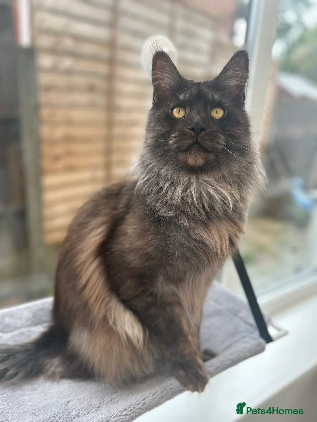Maine Coon cats for stud: Proven GCCF & TICA Black Smoke stud in Bolton - Advert 4