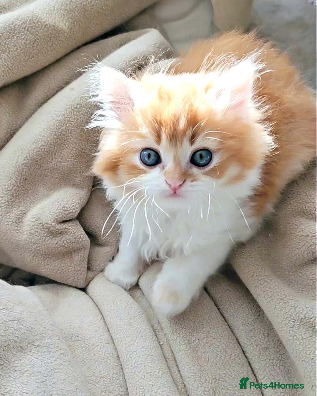 British Shorthair cats for sale: Lovely BSH/BLH Kittens Ready For New Home - Advert 17