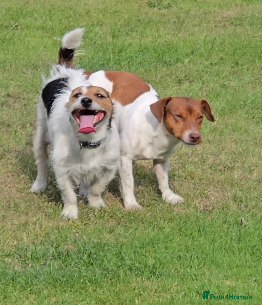 Jack Russell dogs for sale: Jack Russell puppies tri colour  - Advert 10