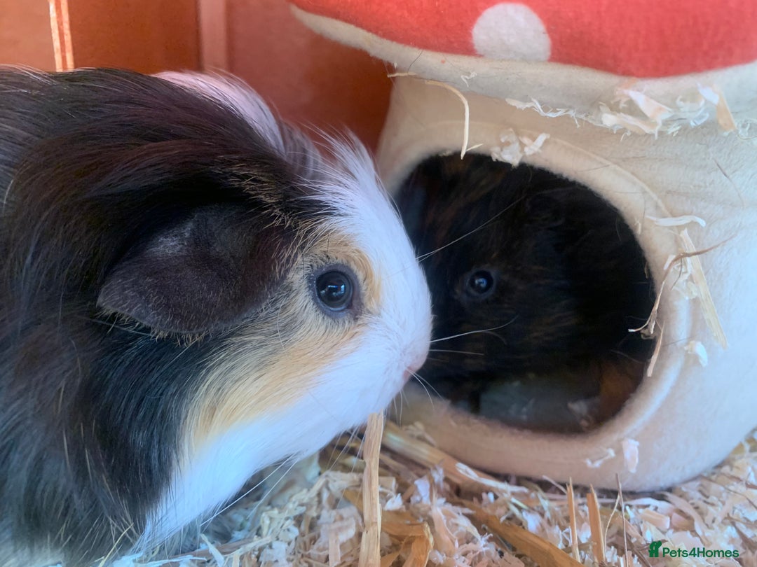 Guinea Pig rodents for sale: 2 male young Guinea pigs - Image 4