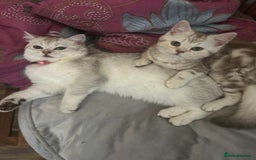 Scottish Fold cats for sale: Beautiful Scottish fold baby’s  in Reading - Image 24