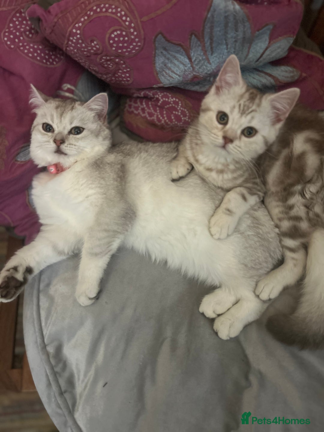 Scottish Fold cats for sale: Beautiful Scottish fold baby’s  in Reading - Image 24