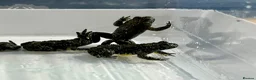 Frog reptiles for sale: Various dart frogs and tree frogs  - Advert 14