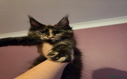Maine Coon cats for sale: Tica Reg Mainecoon kittens READY NOW in Deal - Image 23