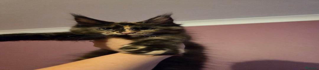 Maine Coon Kitten 6 Nebula