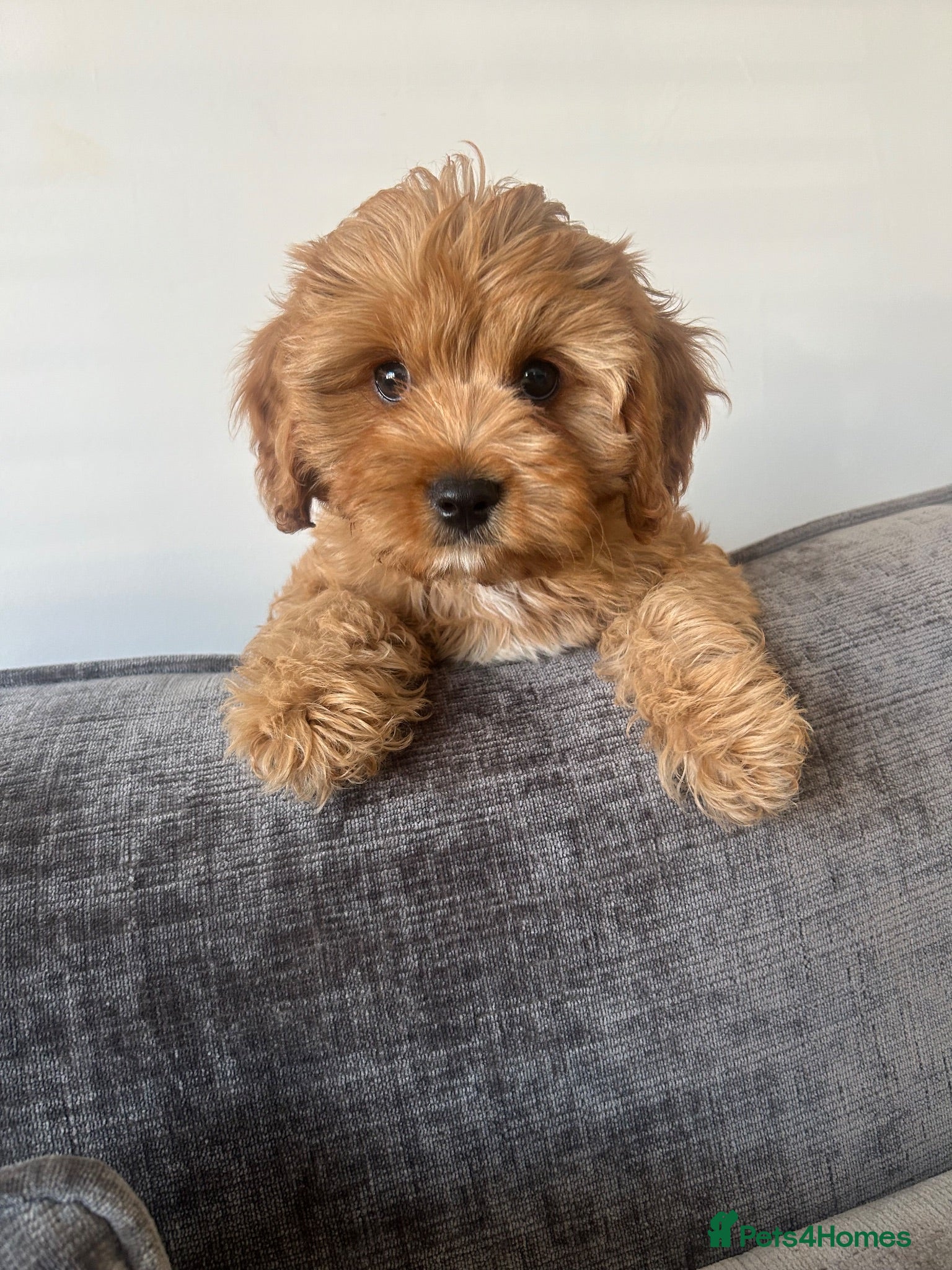 Cavapoo dogs Stunning F1 Toy Cavapoos, health tested parents  - Advert 8