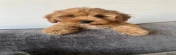 Cavapoo dogs for sale: Stunning F1 Toy Cavapoos, health tested parents  - Advert 1