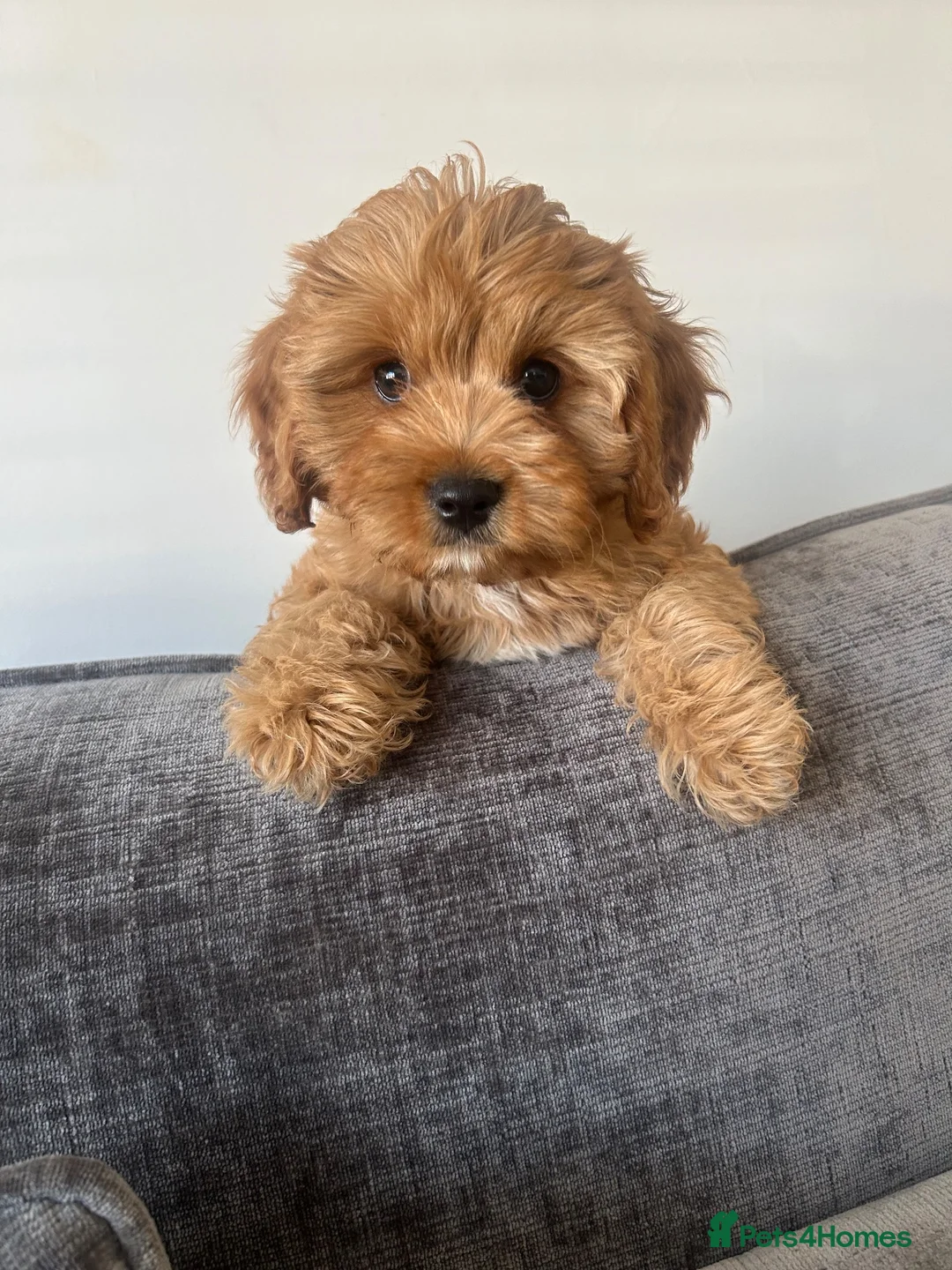 Cavapoo dogs for sale: Stunning F1 Toy Cavapoos, health tested parents  - Advert 1