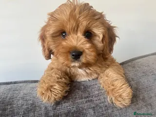 Cavapoo dogs Stunning F1 Toy Cavapoos, health tested parents - Advert 8