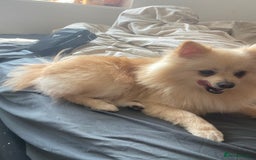 Pomeranian dogs for stud: Male STUD not for SALE!! Name Katakury.  - Image 3