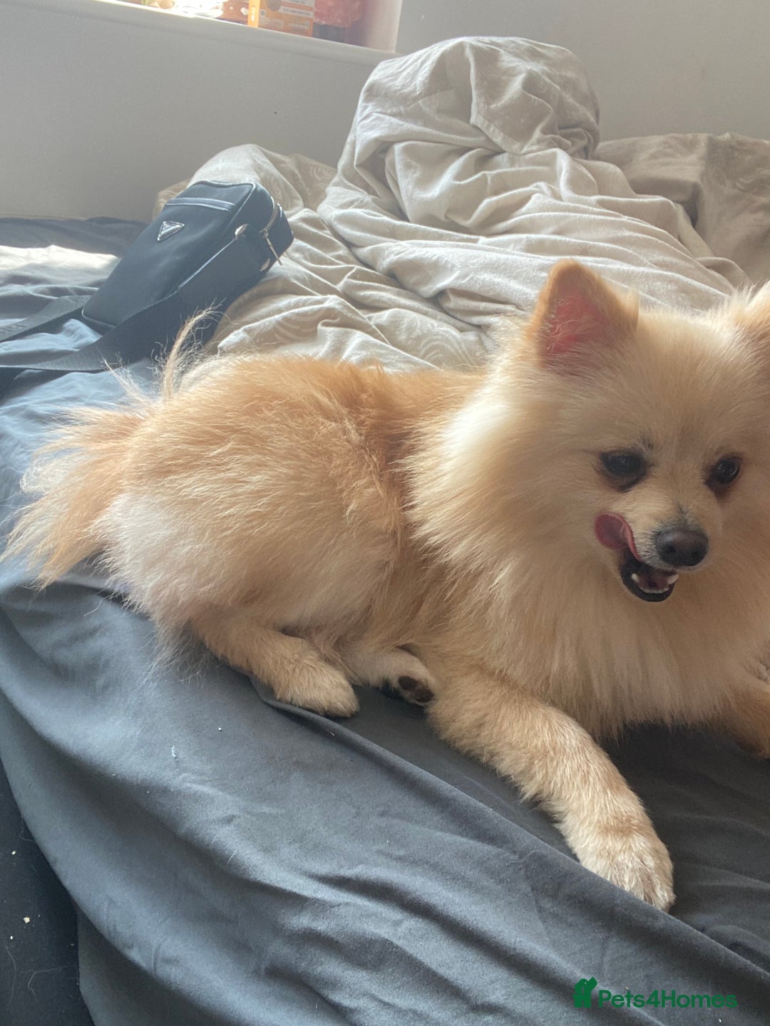 Pomeranian dogs for stud: Male STUD not for SALE!! Name Katakury.  - Image 3