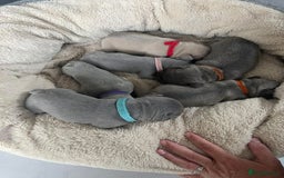 French Bulldog dogs for sale: Ready to leave on the 12th of September - Image 6