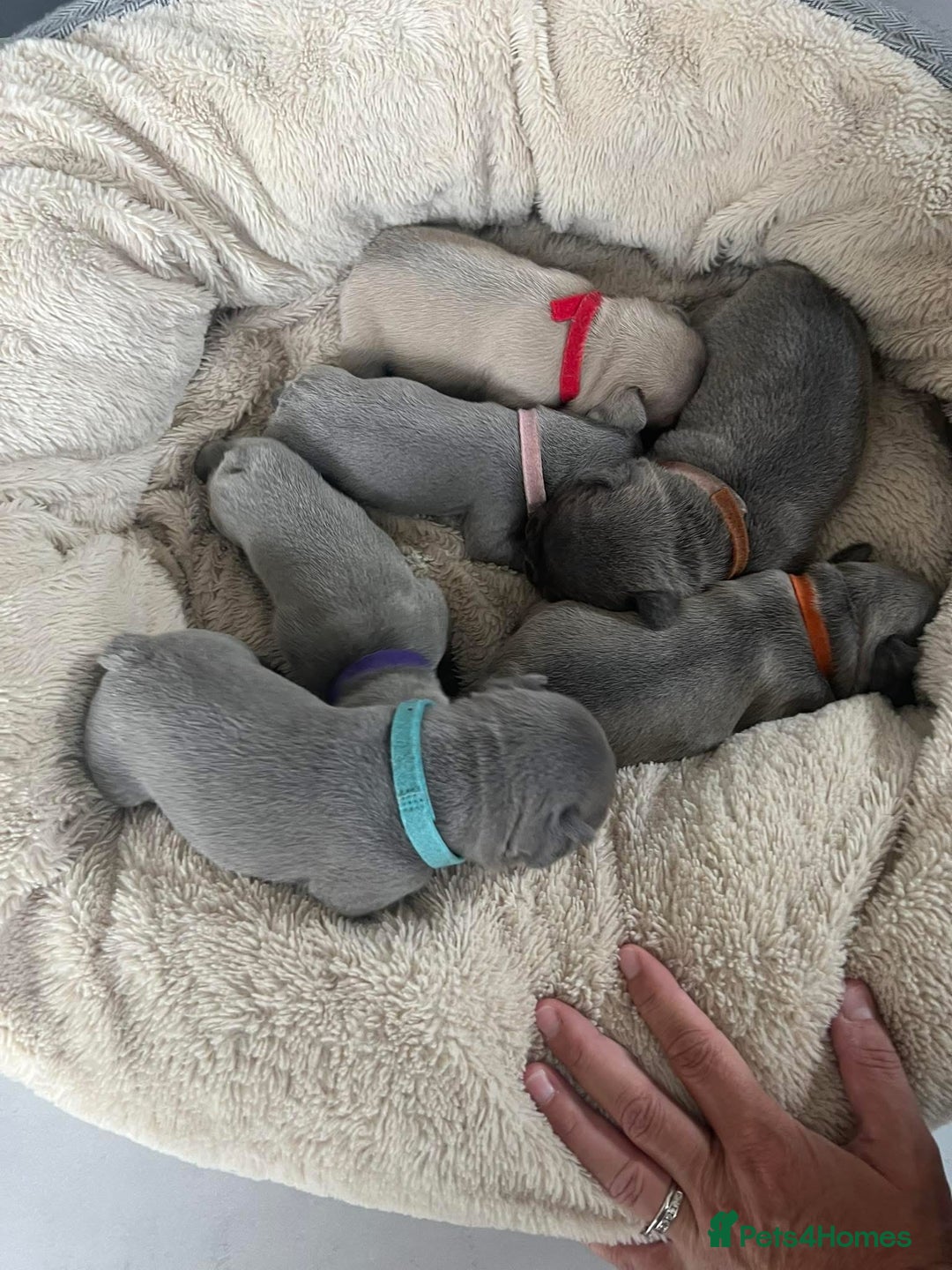 French Bulldog dogs for sale: Ready to leave on the 12th of September - Image 6