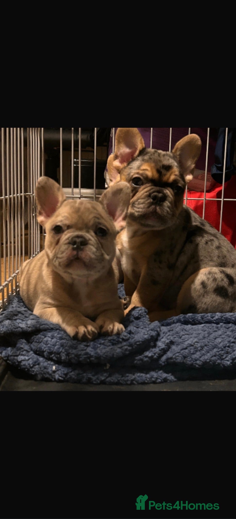 French Bulldog dogs Merle french bulldogs puppies  - Advert 9