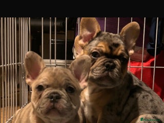 French Bulldog dogs Merle french bulldogs puppies - Advert 1