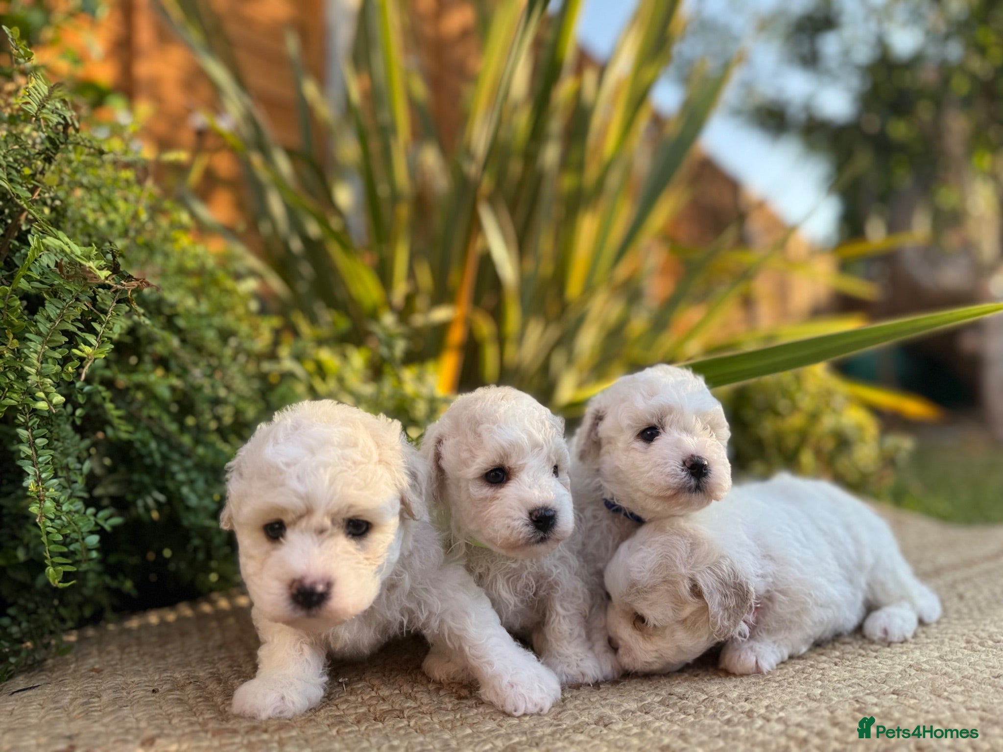 Bichon Frise dogs ☁️ Little Clouds Looking for Their Forever Home ☁️ - Advert 1