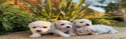 Bichon Frise dogs for sale: ☁️ Little Clouds Looking for Their Forever Home ☁️ - Advert 11