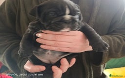 English Bulldog dogs for sale: Beautiful English buldog awaiting for new parents - Image 12