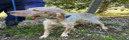 English Setter dogs for adoption: Valkiria in Alfreton - Advert 12
