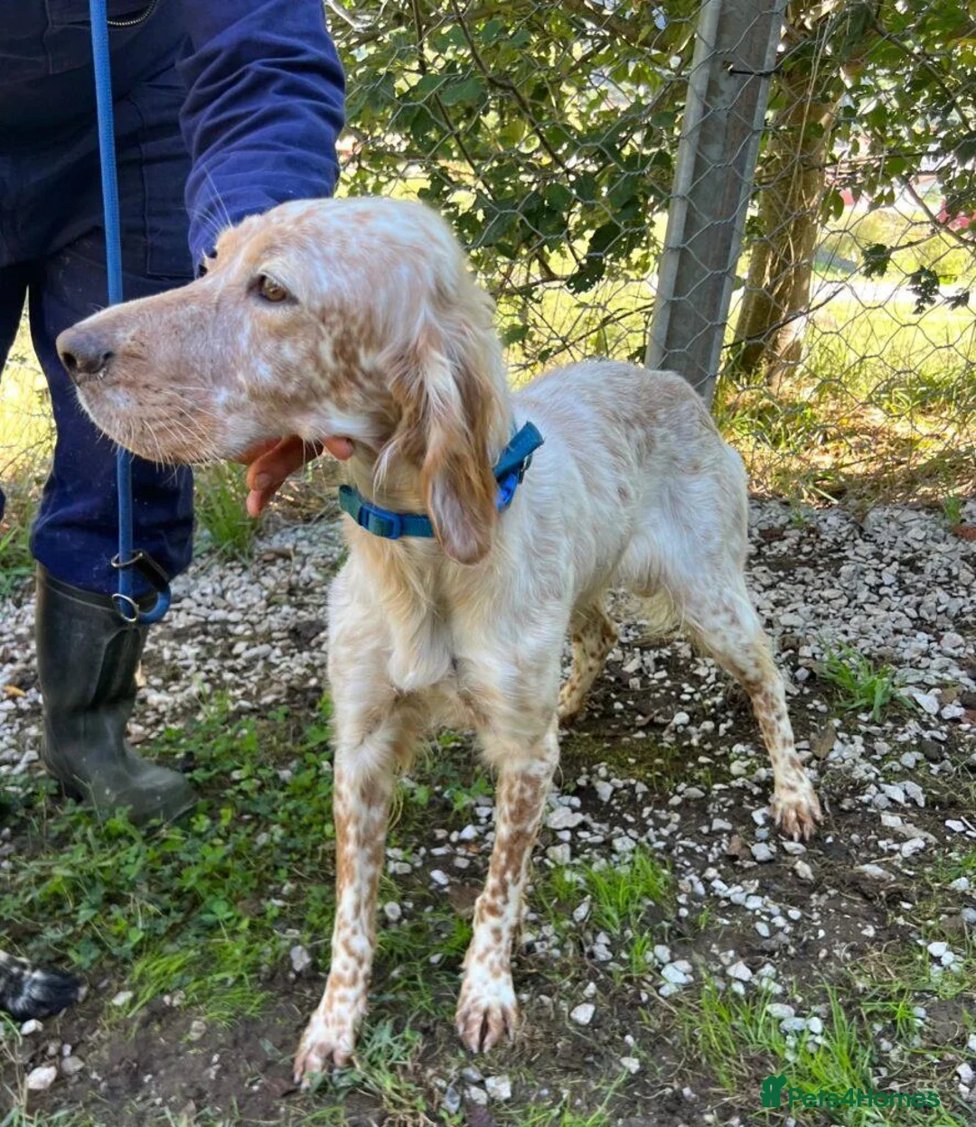 English Setter dogs for adoption: Valkiria in Alfreton - Advert 12