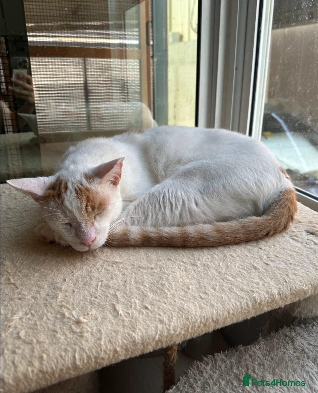 Mixed Breed cats for adoption: Male Adult Rescue Cat for Indoor Adoption - Advert 2