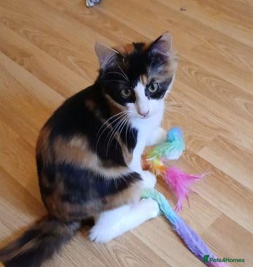 Mixed Breed cats for adoption: JEMIMA - Advert 1