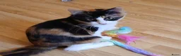 Mixed Breed cats for adoption: JEMIMA - Advert 1