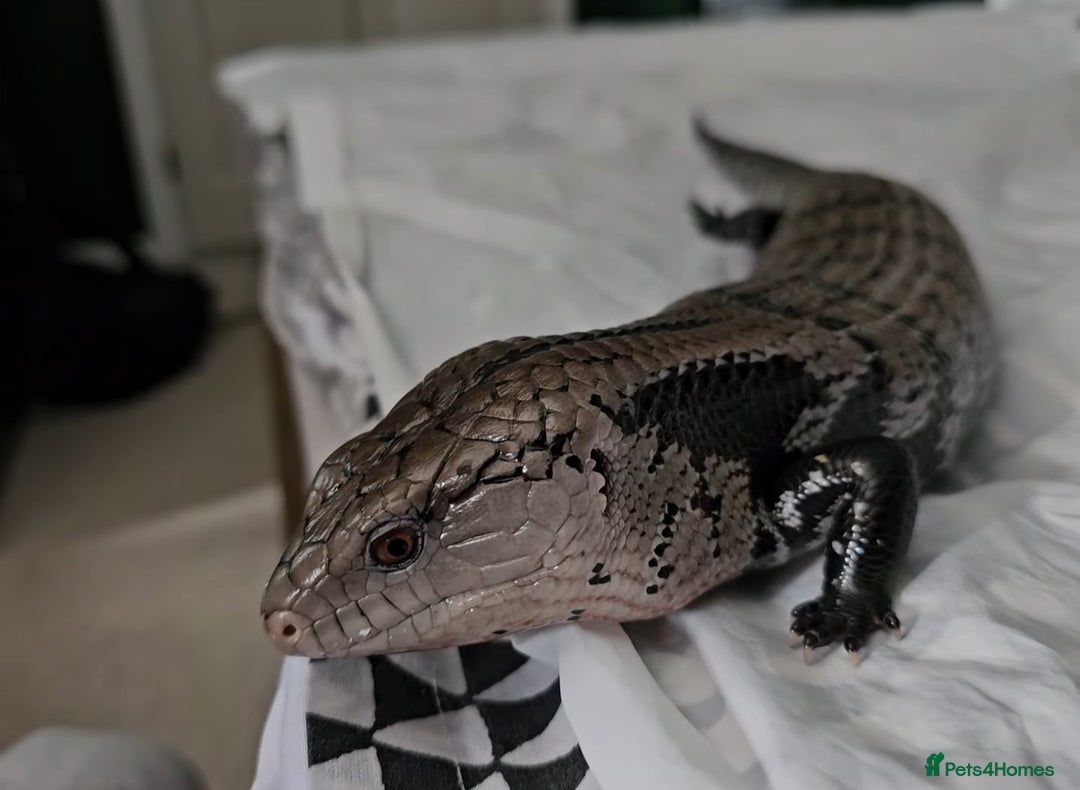 Skink reptiles for sale: Blue Tongued Skink-Male enclosure and cabnet setup - Advert 9