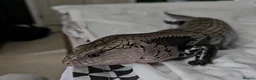 Skink reptiles for sale: Blue Tongued Skink-Male enclosure and cabnet setup - Advert 9